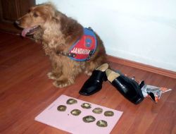 Topuktaki Uyuşturucu Narkotik Köpeği Ramiz'den Kaçmadı!!