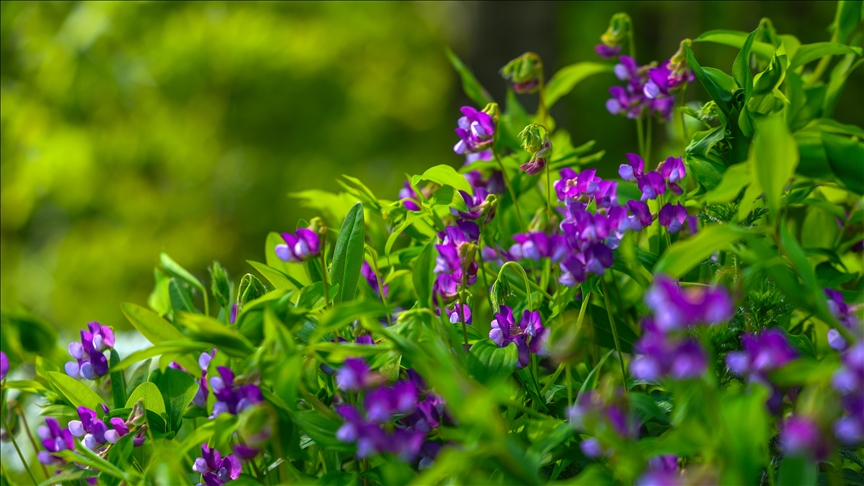 Çam Dağı'na ilkbaharın renkleri hakim oldu