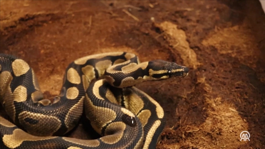Sakarya'da bir iş yerinde "kraliyet pitonu" bulundu
