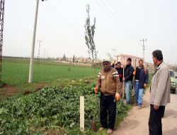 6 Bin Zeytin Fidanını Toprakla Buluştu!