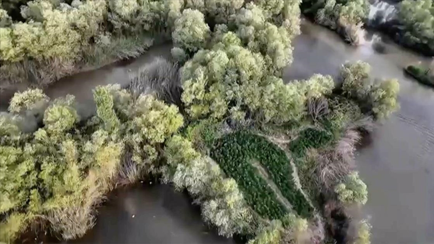 Diyarbakır'da 1 milyon 94 bin 950 kök Hint keneviri ve 333 bin 850 kök skunk ele geçirildi