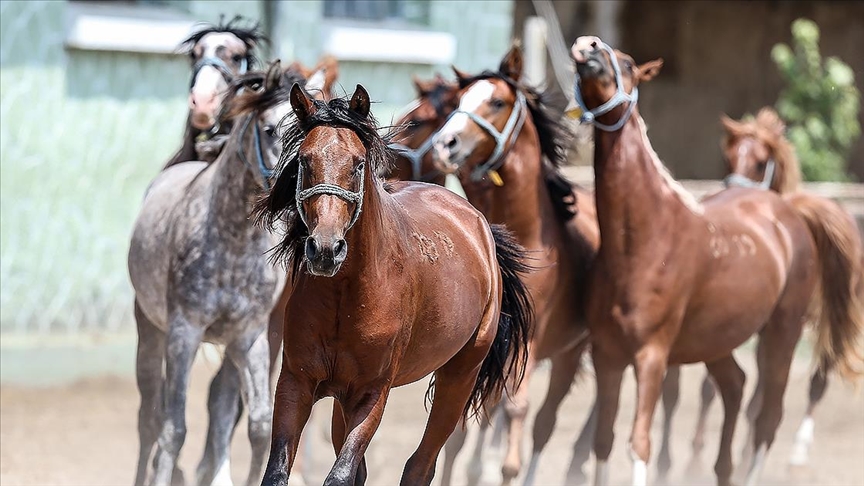 TİGEM 60 SAFKAN ARAP KOŞU TAYI SATACAK