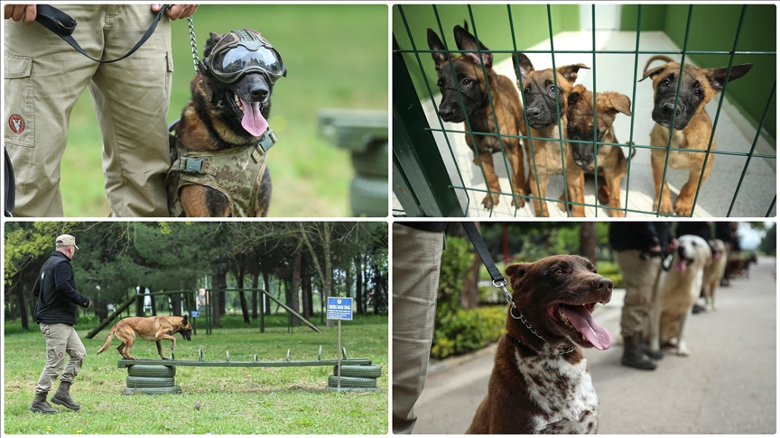 Mehmetçiğin "KESKİN BURUNLARI" Gemlik'te eğitiliyor