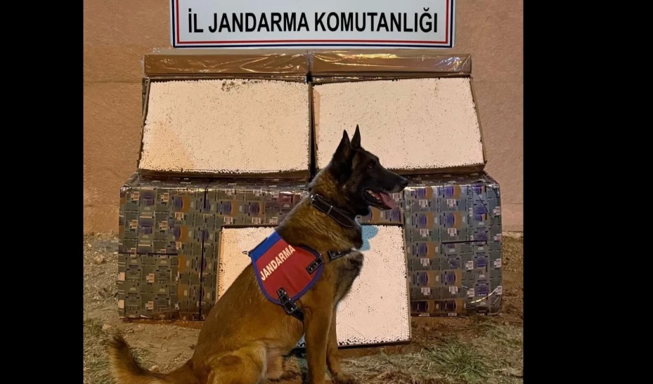 Niğde'de 175 bin dolu makaron ele geçirildi!