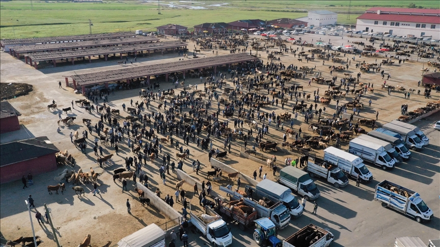 AĞRI HAYVAN BORSASI'NDA KURBANLIK HAREKETLİLİĞİ BAŞLADI