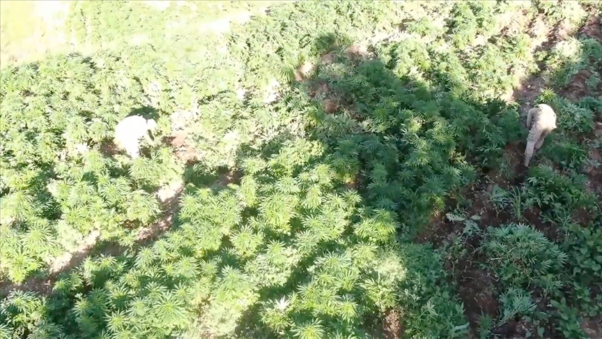 DİYARBAKIR'DA 3 MİLYON 476 BİN KÖK KENEVİR VE SKUNK ELE GEÇİRİLDİ