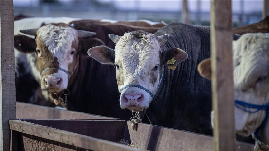 ET VE SÜT KURUMU, KURBAN PAZARLARINDA SATILAMAYAN HAYVANLARI SATIN ALACAK