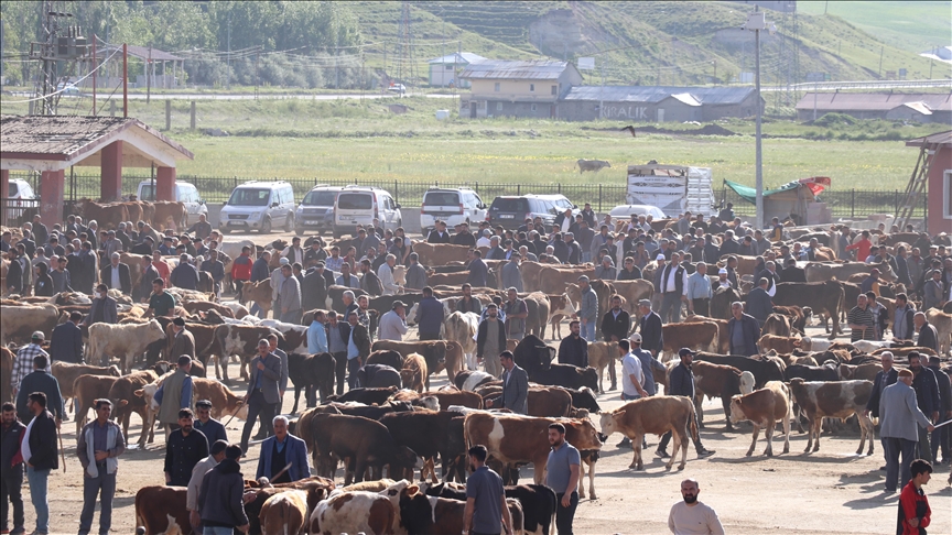 DOĞU ANADOLU'DAN BATIYA YAKLAŞIK 80 BİN KURBANLIK GÖNDERİLDİ