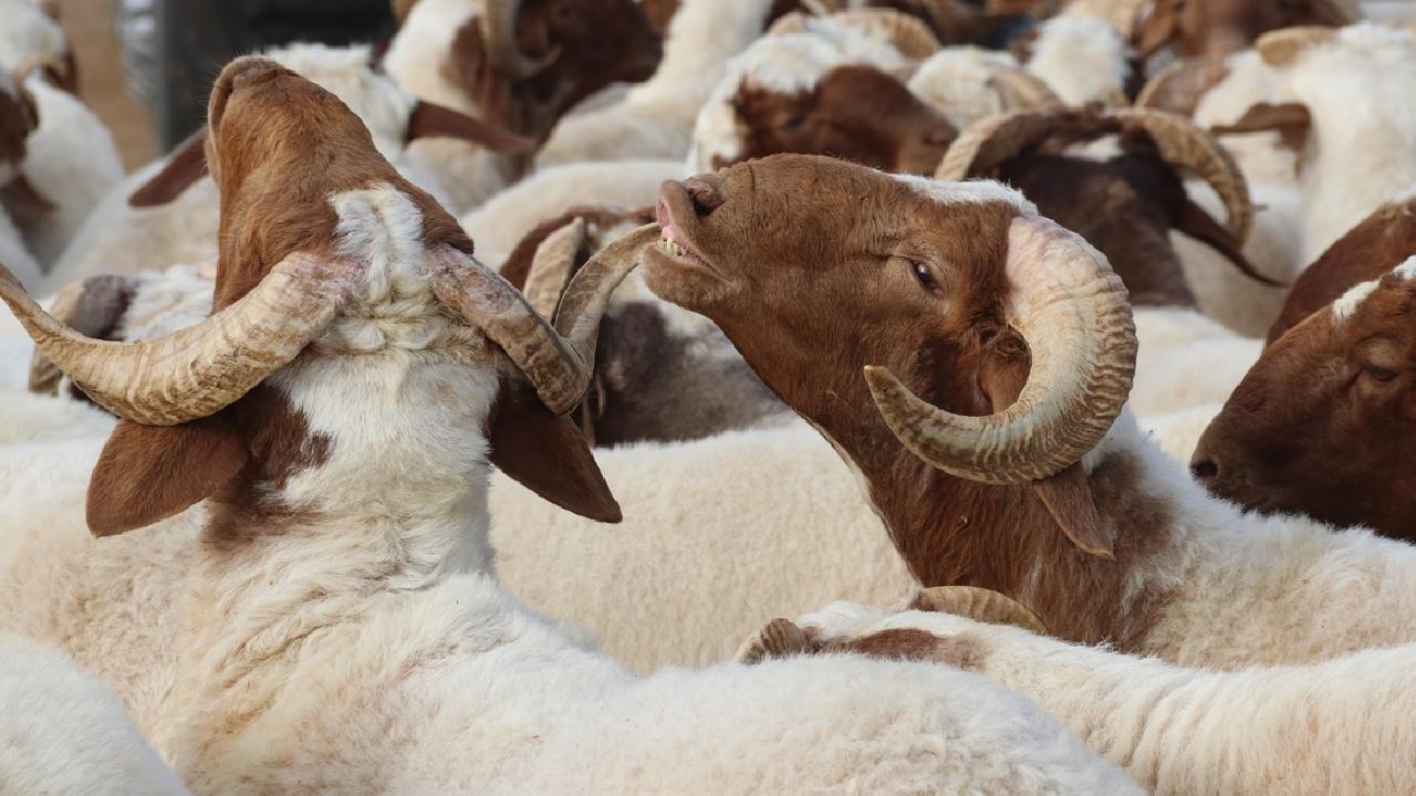 DİYANET'TEN BAYRAM NAMAZI ÖNCESİ KESİLEN KURBANLAR GEÇERSİZDİR