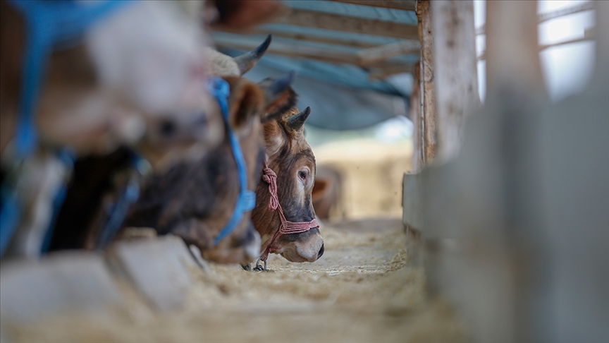 KASAPLAR ODASINDAN KURBAN KESİMİ VE ETLERİNİ SAKLAMA TAVSİYELERİ