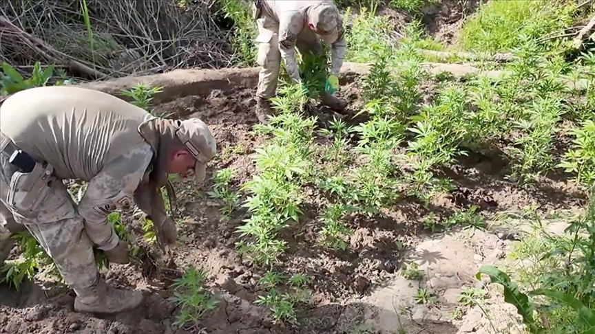 DİYARBAKIR'DA 12 MİLYON 389 BİN KÖK KENEVİR VE SKUNK ELE GEÇİRİLDİ