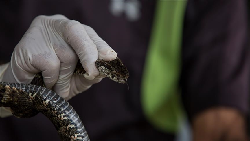 İSTANBUL'DA GÖRÜLEN YILANLAR İÇİN UZMANLARDAN UYARI