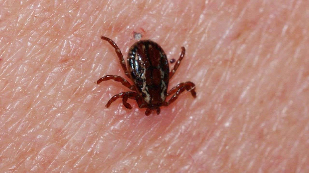 Sivas'ta kene yapışan kişi tüm müdahalelere rağmen kurtarılamadı