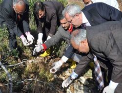 Ağaçları Parazitlerden Terminatör Böcekler Ve Karıncalar Koruyacak