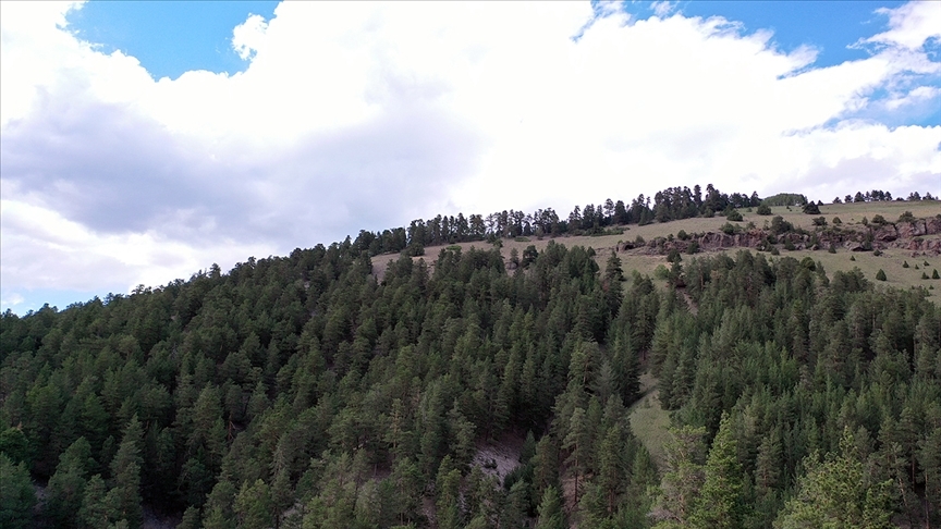 DÜZCE'DE YANGIN RİSKİ TAŞIYAN ORMANLIK ALANLARA GİRİŞLER YASAKLANDI