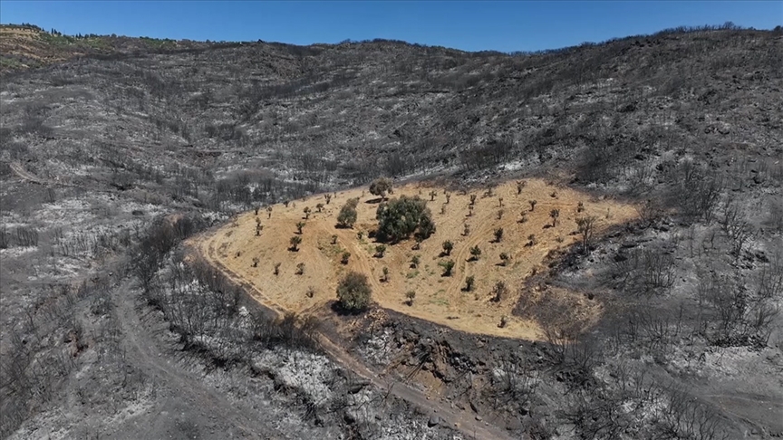 İZMİR'DE ÖNCEDEN OTLARDAN TEMİZLENEN BAHÇE YANGINDAN ETKİLENMEDİ