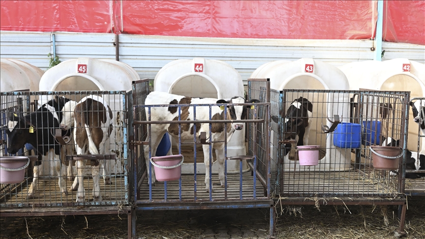 İzmir Ödemiş'te yangın bölgesinden tahliye edilen hayvanlara özel bakım