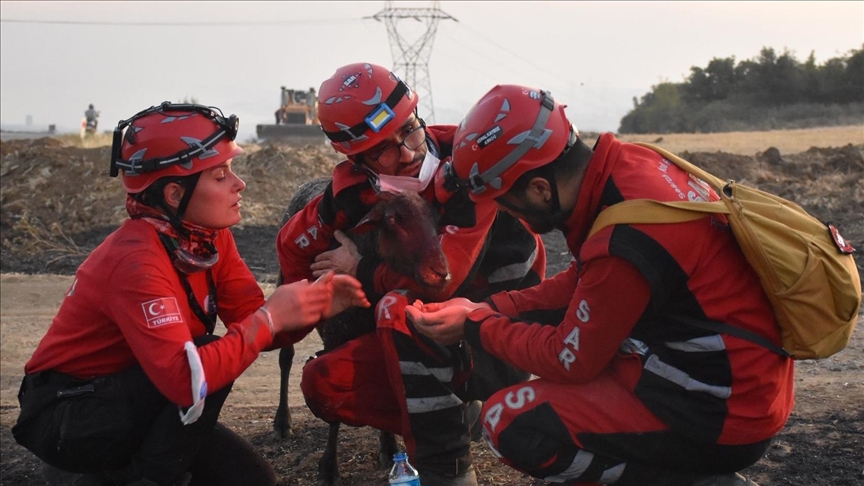 ALEVLERİN ARASINDA KALAN KOYUNU EKİPLER KURTARDI