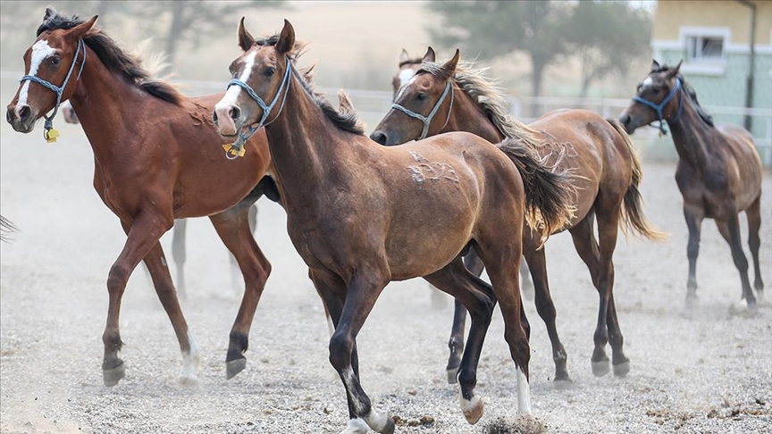 TİGEM 59 SAFKAN ARAP KOŞU TAYI SATACAK!