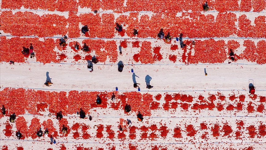 İZMİR'DE KAVURUCU SICAKTA KURU DOMATES MESAİSİ