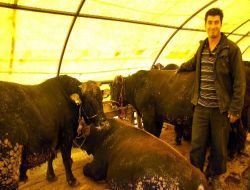 Küçük ve Büyük Baş Hayvanların Şap Aşısı Yapılacak!