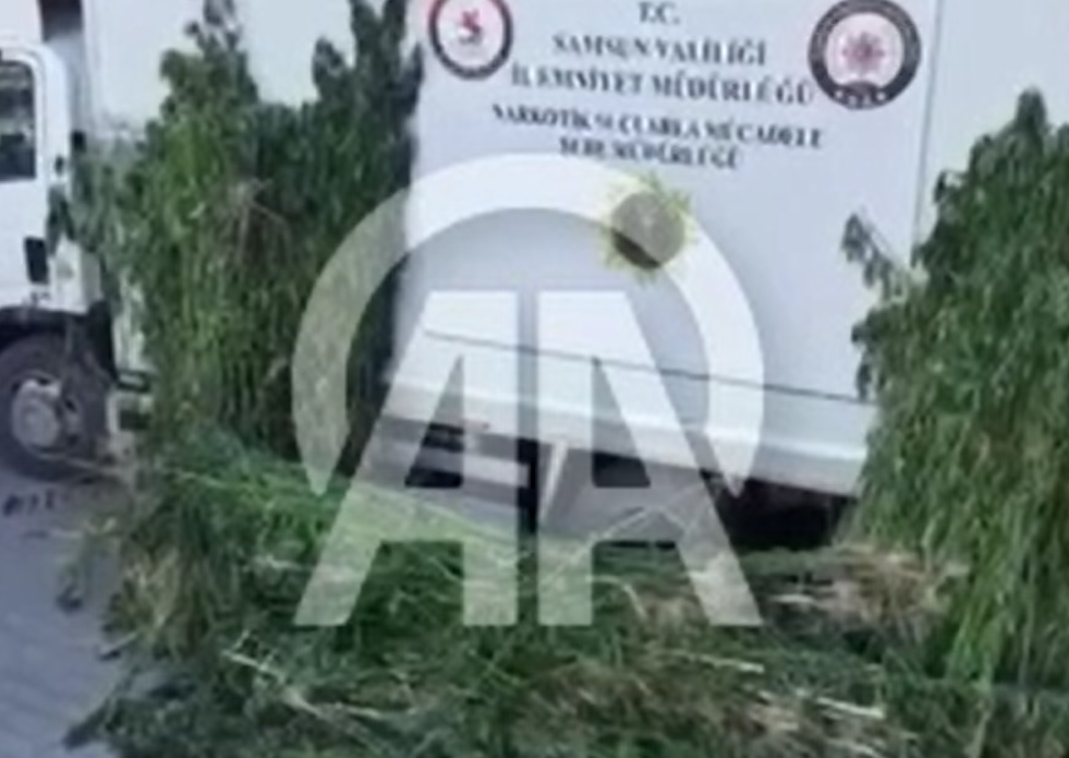 SAMSUN'da 5 bin 230 kök kenevir bitkisi ele geçirildi