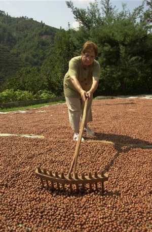 Fındık İhracatında Patlama