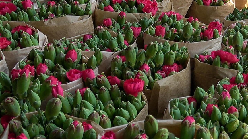 ISPARTA'DA ÜRETİLEN KARANFİLLER AVRUPA'YA İHRAÇ EDİLİYOR