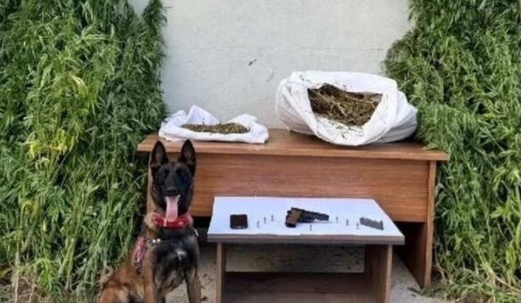 Uyuşturucu operasyonunda 204 kök kenevir bitkisi ele geçirildi