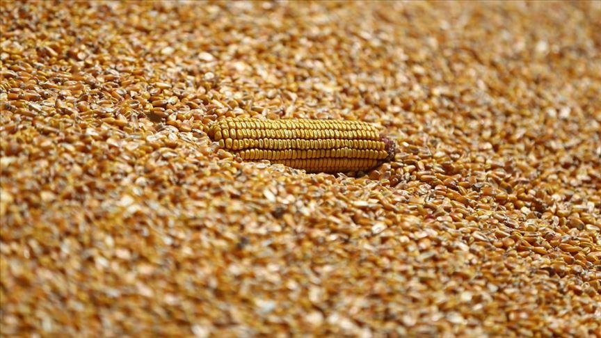 ZİMBABVE MISIR İTHALATINI YASAKLADI