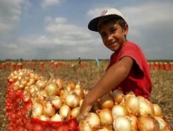 Pazarda Kilosu 1,5 Liraya Çıkınca, Soğan Çiftçinin Gözdesi Oldu!