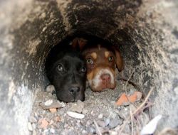 Sokak Köpeklerinin Aşı Kartı Olacak!
