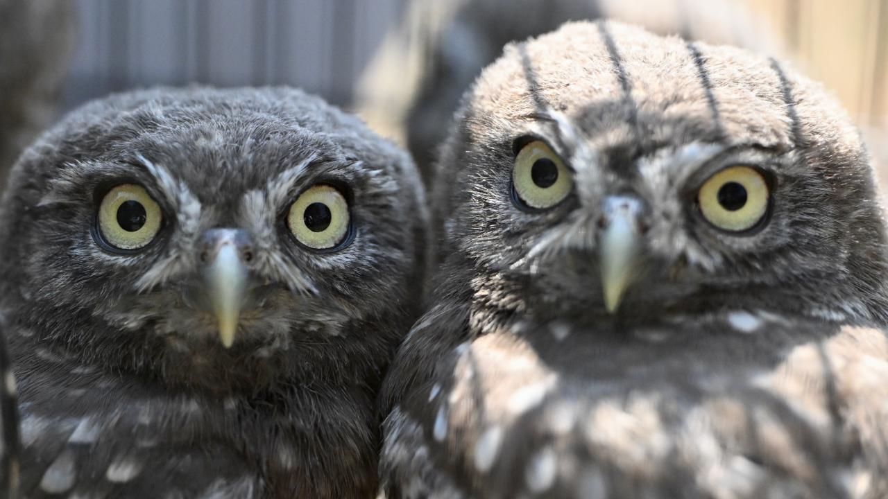 DMKP, 13 YILDA YAKLAŞIK 73 BİN HAYVANI TEDAVİ EDEREK DOĞAYA SALDI