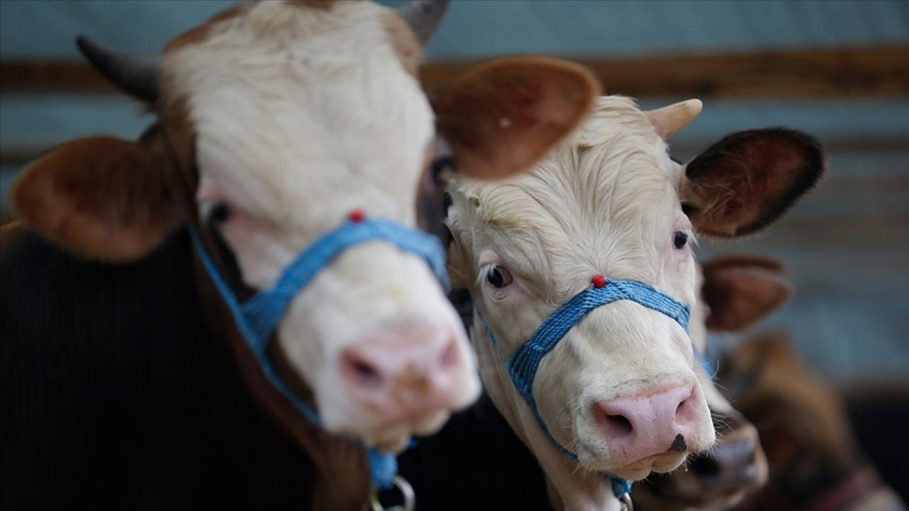 DENİZLİ'DE "ŞAP" ALARMI: 17 MAHALLE KARANTİNADA