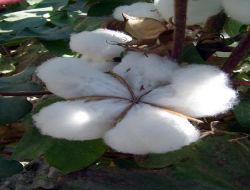 Türkmen Pamuğundan Para Yapılacak!