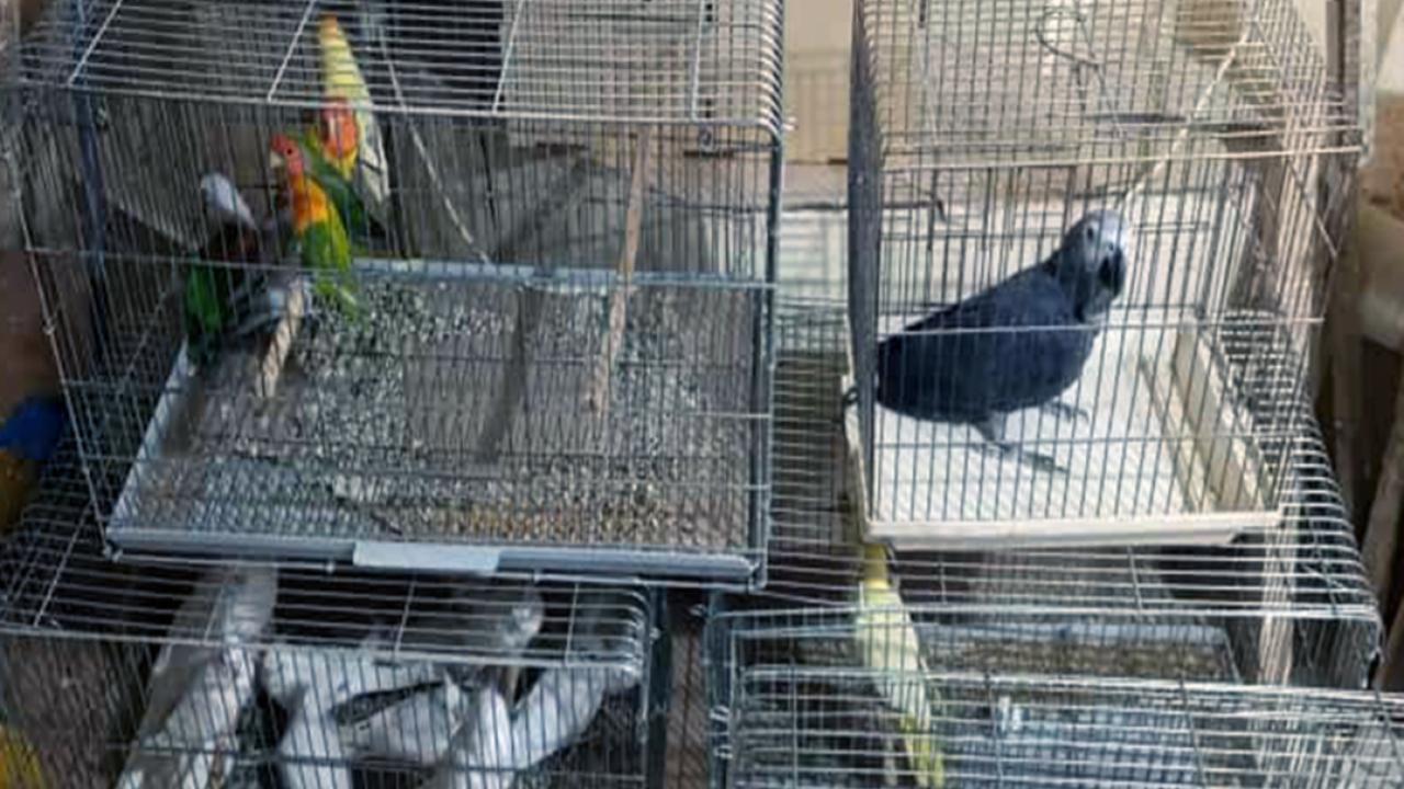 Yasa dışı yollarla yurda sokulan 21 PAPAĞAN ele geçirildi!