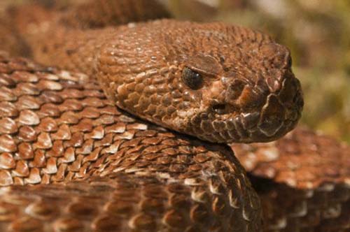 Çok Acayip Bilgiler