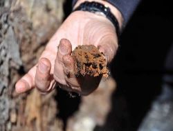 Kene Avcısı Karıncalar Ormanlarda İş Başında!