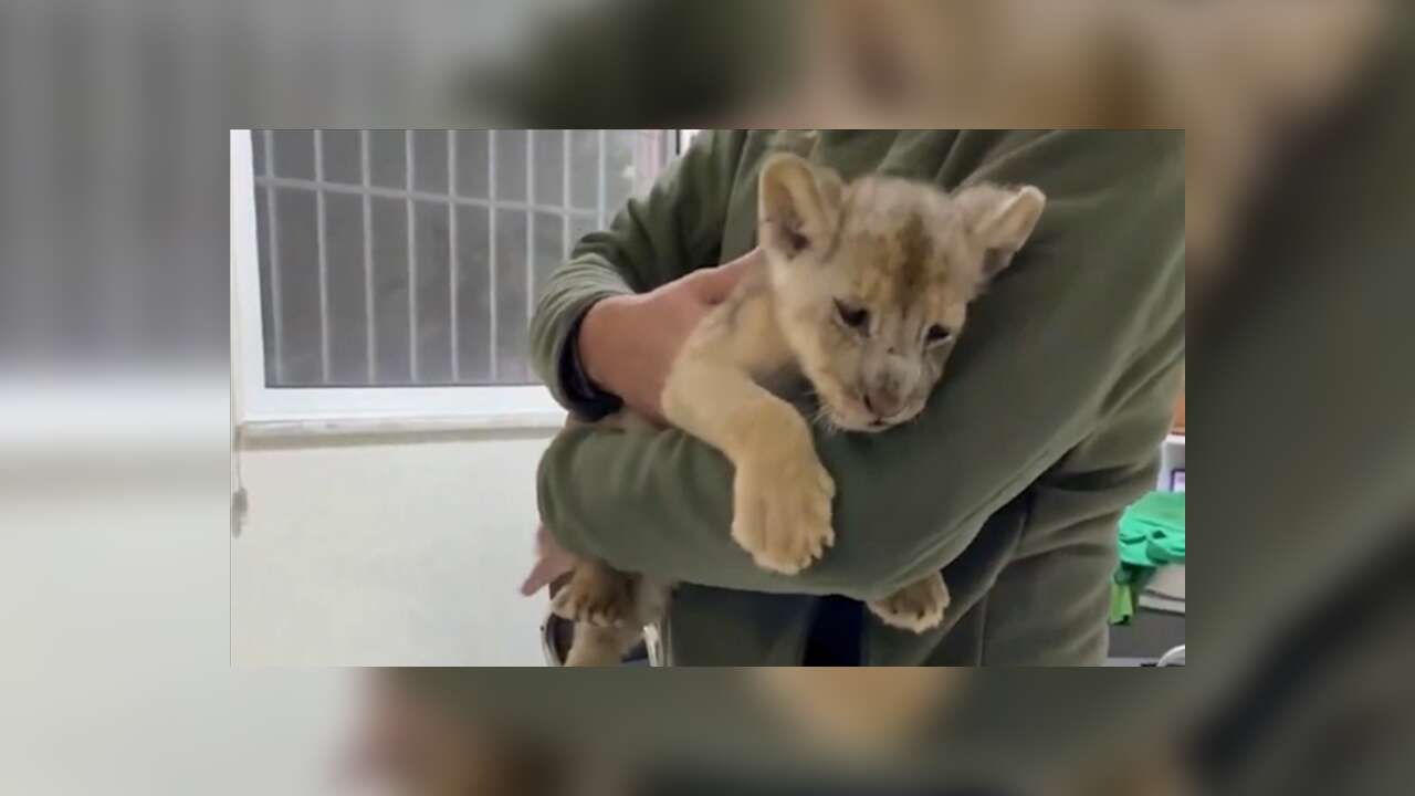 Yasa dışı yolla getirilen Afrika aslanı yavrusuna el konuldu