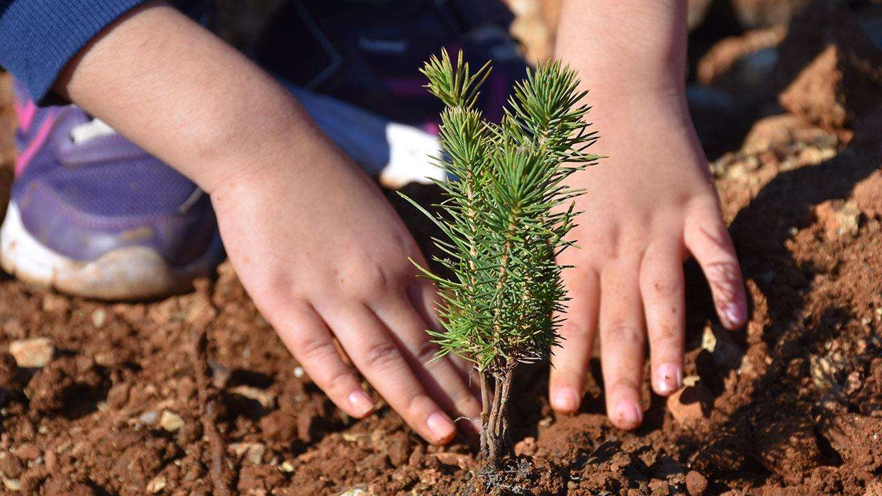 MİLYONLARCA FİDAN 11 KASIM'DA TOPRAKLA BULUŞACAK
