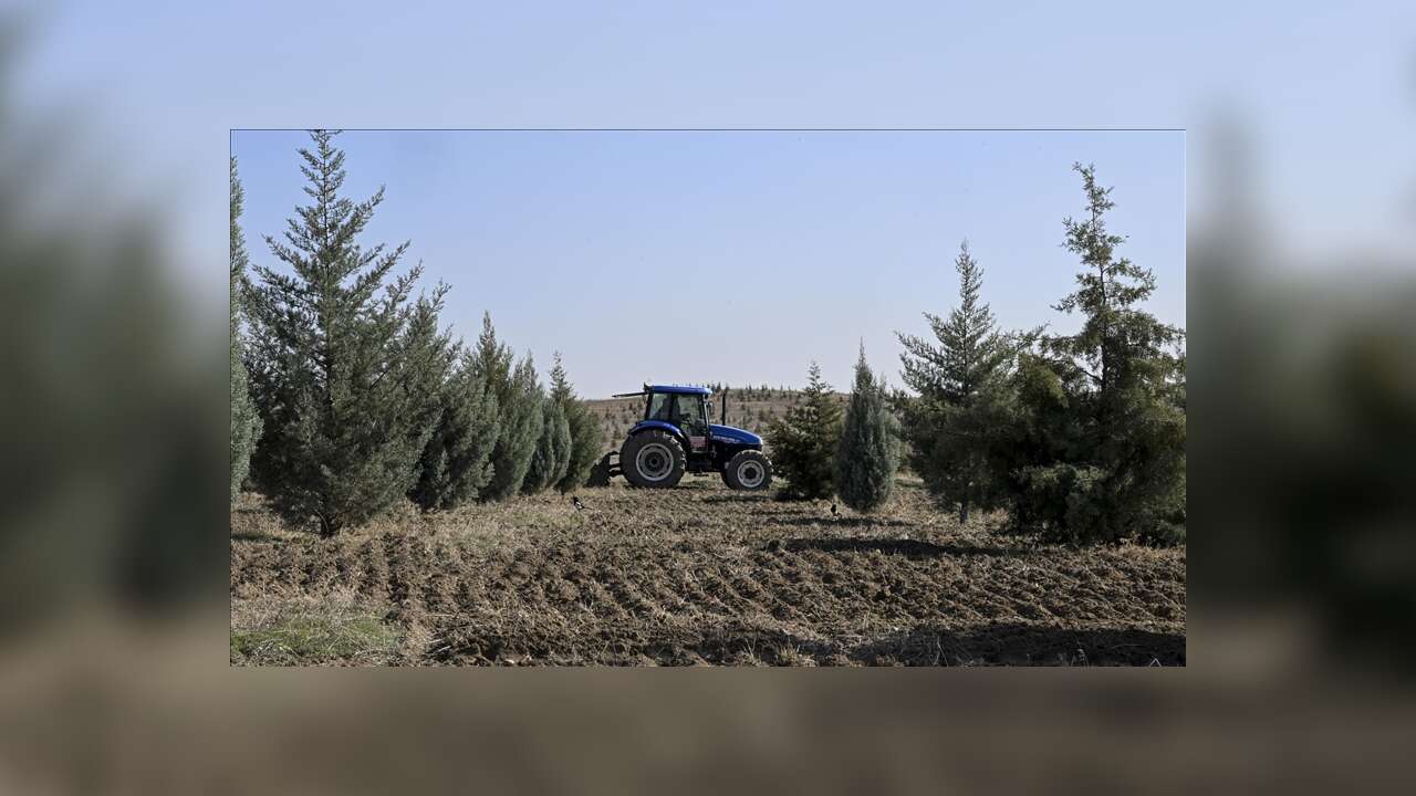 Ağaçlandırma seferberliğinin ilk yılında dikilen fidanlar ağaca dönüştü