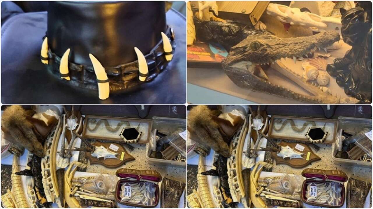 İstanbul'da yasa dışı yaban hayatı ürünlerine el konuldu