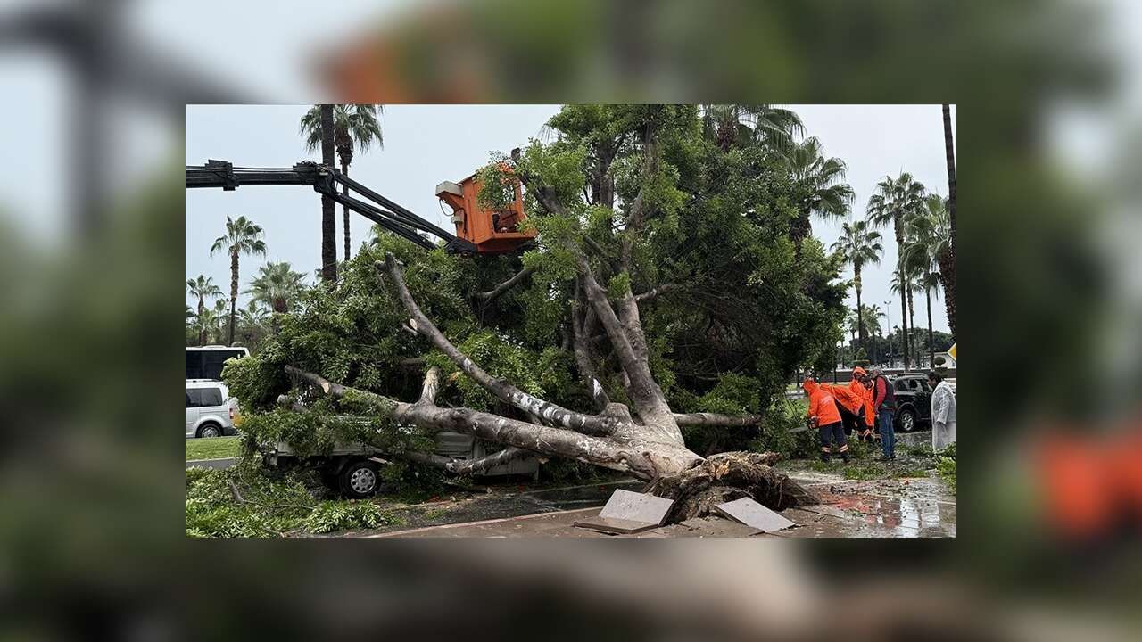 Mersin'de rüzgarın etkisiyle devrilen ağaç seyir halindeki 3 araca zarar verdi