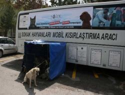 Niğde Belediyesi, 134 Sokak Köpeğini Kısırlaştırdı