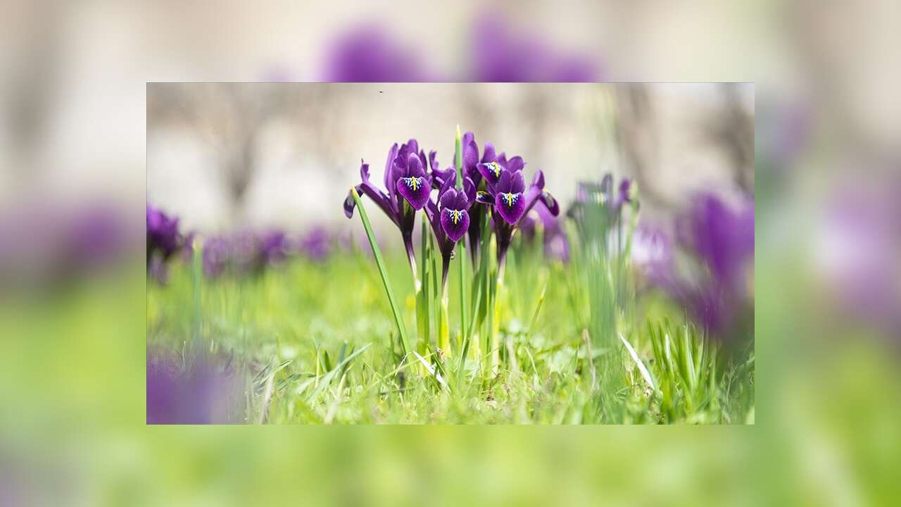 İhracatı yasak ve kotaya tabi doğal çiçek soğanları belirlendi