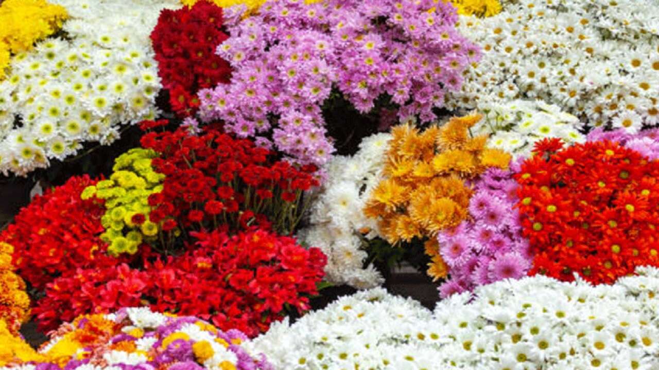 Türkiye'den yılbaşı için 12 milyon dolarlık çiçek ihracatı