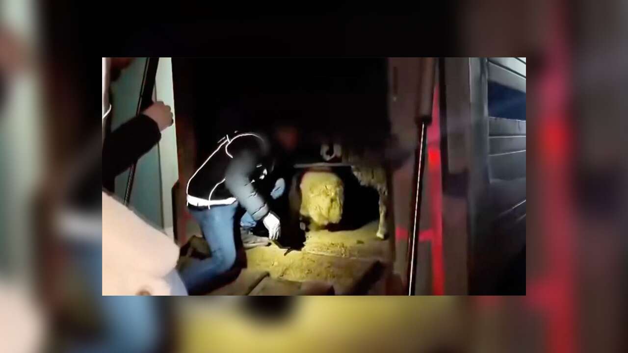 Siirt'te hayvanların karın boşluklarına uyuşturucu gizleyen 2 şüpheli gözaltına alındı