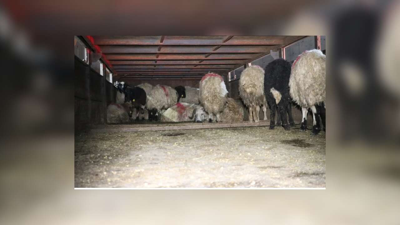 Siirt'te hayvanların karın boşluklarına uyuşturucu gizleyen 2 şüpheli gözaltına alındı