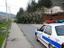 Devrilen Ağaç Yolu Trafiğe Kapadı
