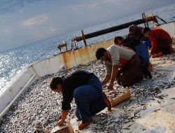 Denizde Avlanma Sezonu Sona Erdi, Hamsi Yüz Güldürmedi